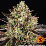 Apple Fritter, Animal Cookies Strain x Sour Apple Strain